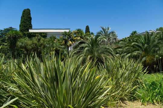 Lush garden with New Zealand Flax or Flax Lily Plant, tall palm trees, vibrant green plants, set against bright blue sky, with white building partially visible in background in Sochi