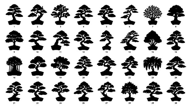 Japanese Bonsai Tree Collection with Miniature Botanical Vector Illustrations