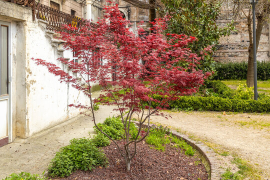 Young red japanese maple tree with bright crimson leaves growing in a courtyard garden. Acer palmatum palmate foliage ornamental landscaping, spring day, Beyoglu, Istanbul, Turkey.