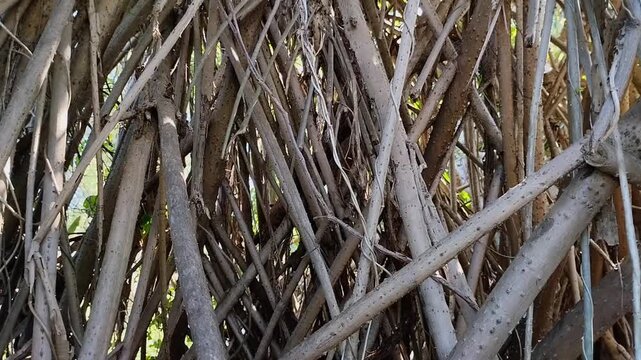 Dense stilt roots and aerial roots of a coastal screwpine tree (Pandanus tectorius)