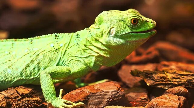 Green basilisk lizard in a tropical habitat, captured with cinematic motion.