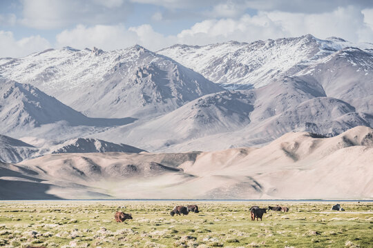 Livestock grazing in a grassy mountain valley at sunset, set against a snow-capped mountain range with glaciers; cows in a pasture in the Pamir Mountains