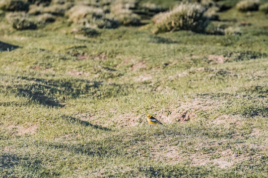 Yellow-headed wagtail perched in a green grassy field in the Pamir Mountains; local flora and fauna of the Tian Shan mountain system