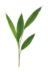 Fototapeta premium Green tropical leaf sprig element isolated for graphic design asset