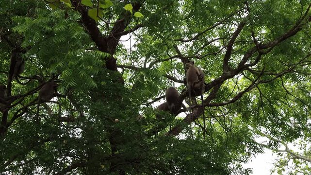 Gray langur monkeys playing and resting in tree