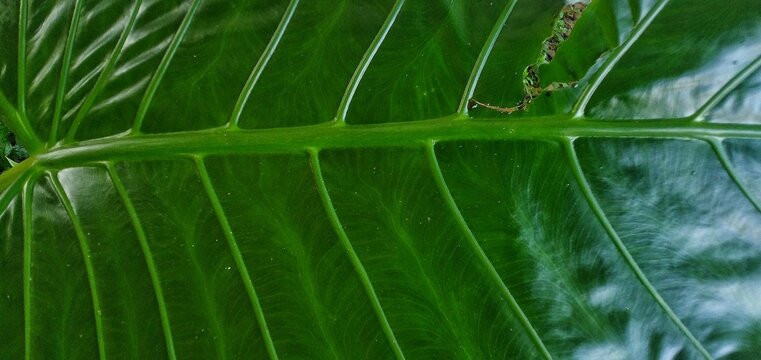 green grass background