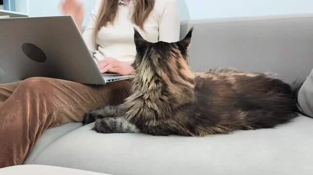 Maine coon cat lies on sofa while owner works on laptop nearby indoors. Large fluffy feline rests calmly during home office routine. Lifestyle concept of remote work and comfort at home..