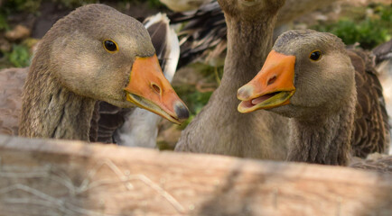 Close-up funny portrait of two domestic grey geese communicating behind a wooden fence. © Марія Кошицька