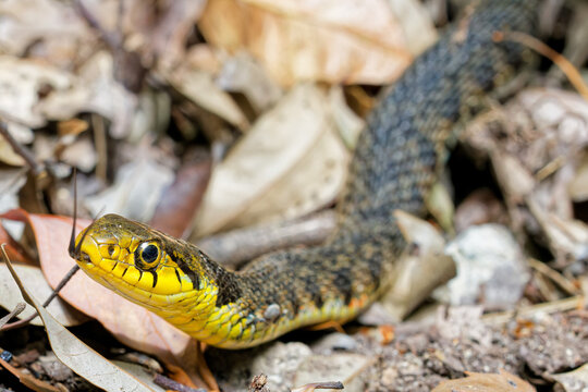 舌を出しながら寄って来るヤマカガシ(Tiger keelback)