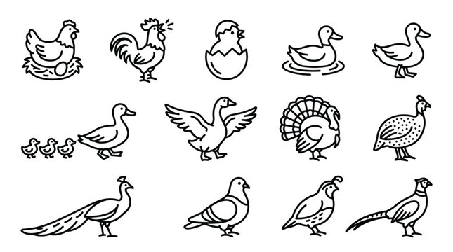 Collection of hand drawn farm birds and poultry icons set.