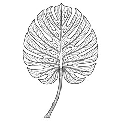 Detailed black and white line art illustration of a tropical monstera leaf. © luwak