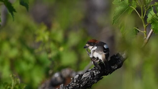 Woodchat shrike - Lanius senator, Crete