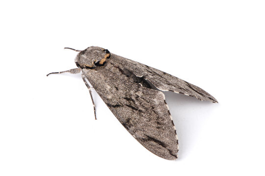 Tobacco Hornworm Moth Isolated on White Background