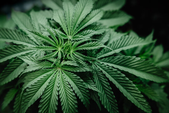 Cannabis Sativa or Cannabis Indica green hemp plant leaf for advertising banner background