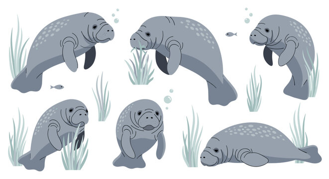 Collection of Manatees in Underwater Environment.