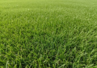 Obraz premium Detailed close-up of healthy, dense, and finely manicured short green lawn blades forming a perfect carpet texture under bright natural light conditions, lawn, bright, environment