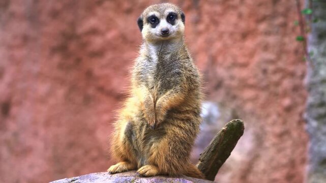 Alert meerkat stands upright on rock observing surroundings in motion.