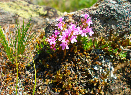 Creeping Thyme, Thymus polytrichus. The Oil in Thyme leaves contains thymol, which is used as an antiseptic and also a preservative. Herb garden. Alternative medicine