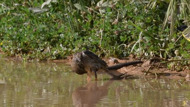 Corn Bunting - Miliaria calandra, Crete, Greece