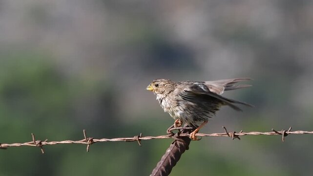Corn Bunting - Miliaria calandra, Crete, Greece