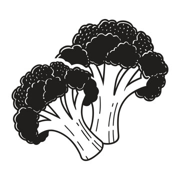 Healthy broccoli vegetable flat vector icon isolated on white background for cooking and nutrition infographic