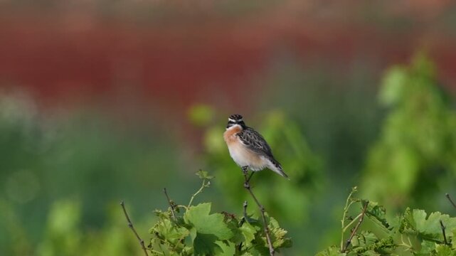 Whinchat - Saxicola rubetra, Greece