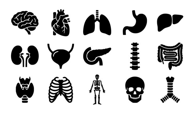 Human Anatomy Organ Icon Set Medical Body Systems Silhouette Vector Illustration 15 Icons Isolated White Background