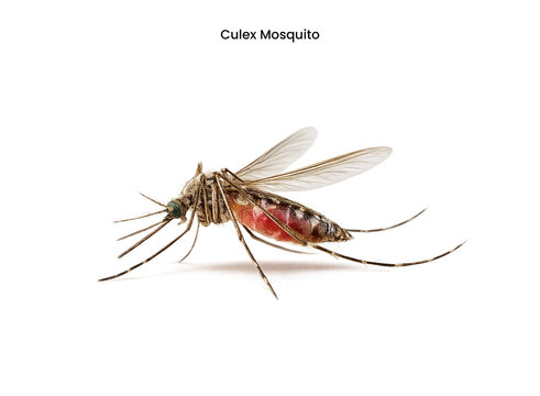 Culex Mosquito Isolated on White Background Representing Disease Vector