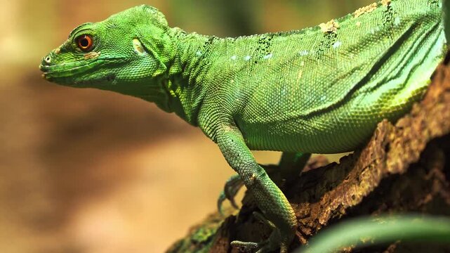 Green basilisk lizard resting on tree branch in tropical rainforest.