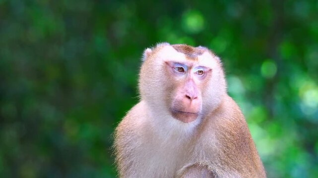 Close up portrait of a wild macaque monkey sitting in green forest.