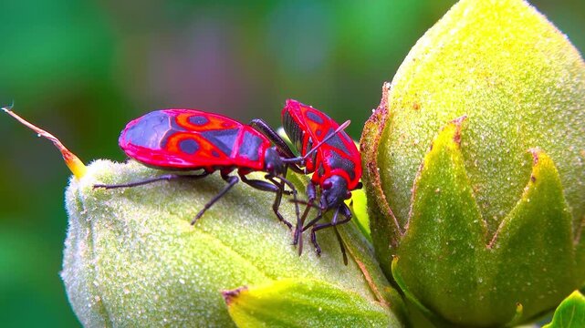 Two vibrant red firebugs mating on green plant bud in summer wildlife.