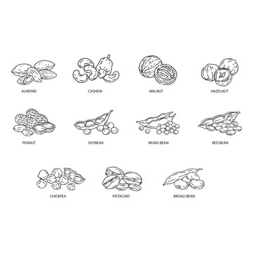 Hand Drawn Nuts and Legumes Outline Vector Set