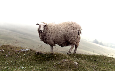 Naklejka premium A solo sheep in the mist on the Black Mountain in South Wales, UK.