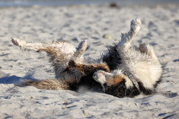 Fototapeta premium Tricolor black, white, and tan Border Collie dog rolling playfully on its back on sandy beach. Funny posture with paws in air. Happy, playful pet enjoys sunny summer day by the ocean shore