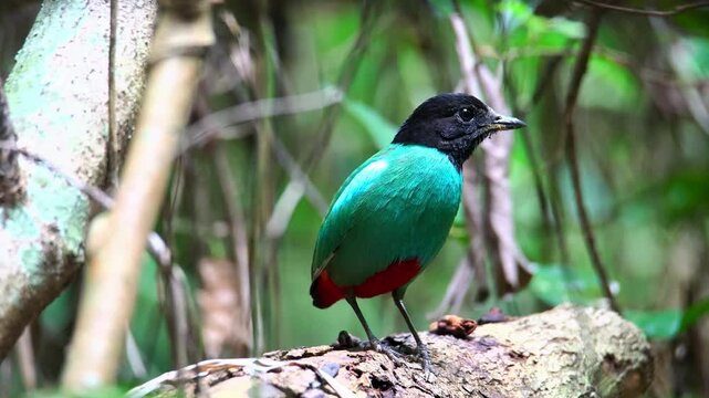 A beautiful hooded pitta bird perched on a branch in tropical forest.