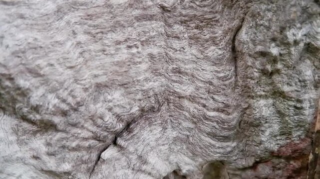 Horizontal panning shot of unique wavy tree bark texture with a small green plant stem.