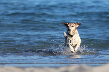 Active Jack Russell Terrier running through ocean waves at beach. Energetic older dog splashing in sea water on sunny day. Pet fitness, canine vitality, summer recreation © BJP7images