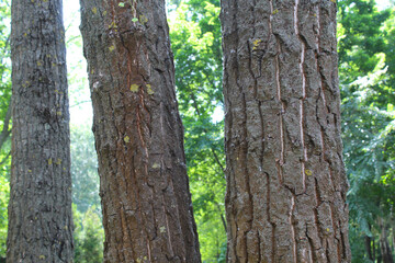 Obraz premium trunk of a tree, tree in the park