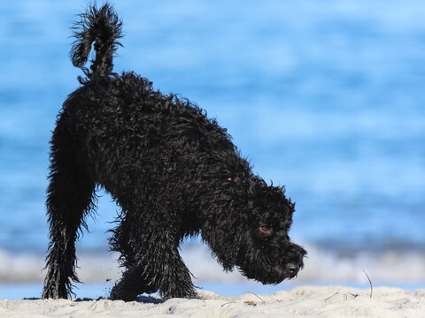 Black curly-coated poodle mix Labradoodle dog exploring sandy beach. Active curly haired black pet canine sniffing shoreline sand. Blurred blue ocean background. Sunny summer day
