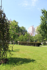 Fototapeta premium city ​​park in Kyiv Ukraine, green trees in the park