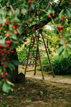 Vertical shot of wooden ladder under cherry tree in summer orchard