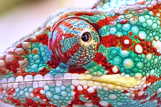 Close-up of the chameleon's skin and eyes as a background. The texture of the chameleon skin surface. A fragment of reptilian skin. Multi-colored texture of the reptile skin pattern for wallpaper.