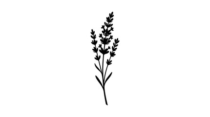 Fototapeta premium Lavender sprig silhouette on a white background