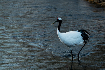 Obraz premium wild red crowned crane in river