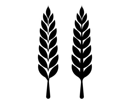 Two wheat stalks black silhouette with grain ears, simple agricultural botanical icon for harvest and rustic natural design. Vector illustration