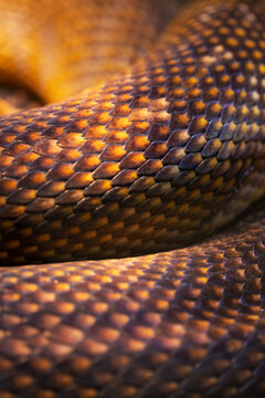 Reptilian skin. Anthracite python skin. Multi-colored texture of reptile skin pattern for background or wallpaper.Fragment of python skin.