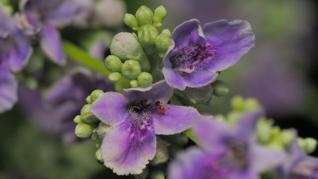 紫陽花とありんこ