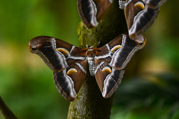 Papillon nocturne samia ricini, bombyx de l'ailante © Flo Bidarteko