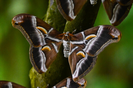 Papillon nocturne samia ricini, bombyx de l'ailante