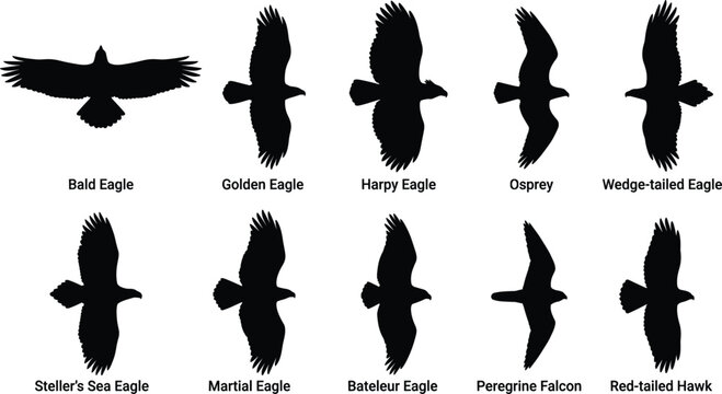 Birds Of Prey In Flight Silhouette Set Featuring Eagles Falcon Osprey and Hawk Species For Graphic Designs